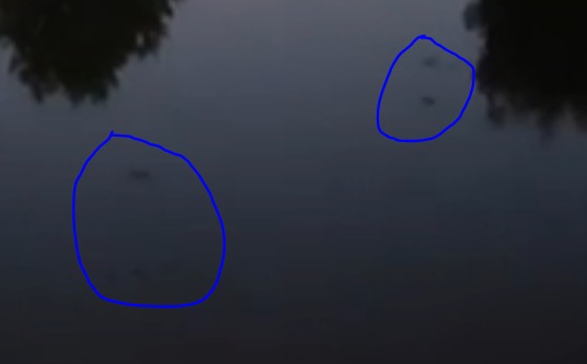 Daubentons bats flying low over water.