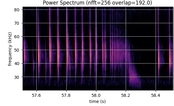 Daubenton's bat feeding buzz, showing different phases. There is also second, quieter, bat at first.