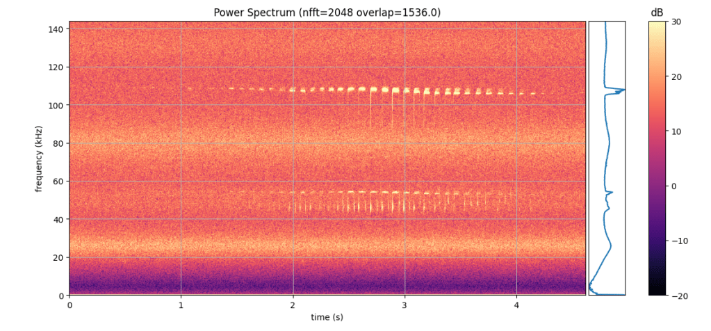 Lesser horseshoe bat echolocation calls, including first and second harmonic.