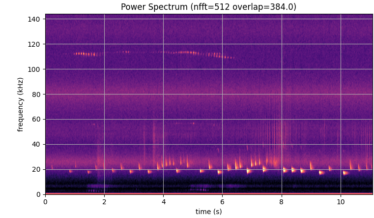 A selection of bats: lesser horseshoe, noctule and Natterers