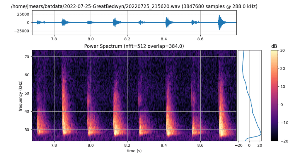 Sonogram of serotine bat echolocation chirps