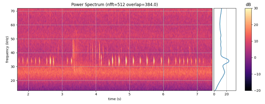 Sonogram of a barbastelle bat, including a feeding buzz and its distinctive quieter upper chirps.