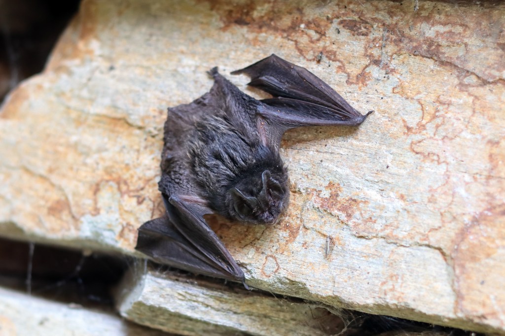 Barbastelle bat