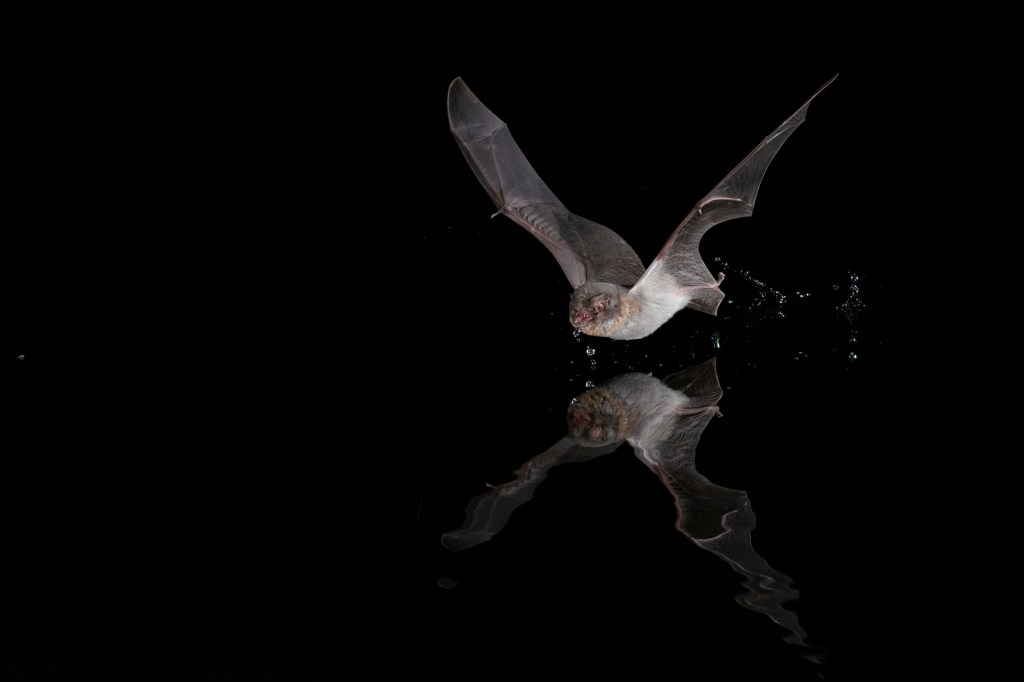 A daubentons bat flies over water