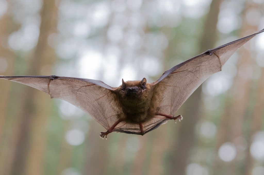 A noctule bat