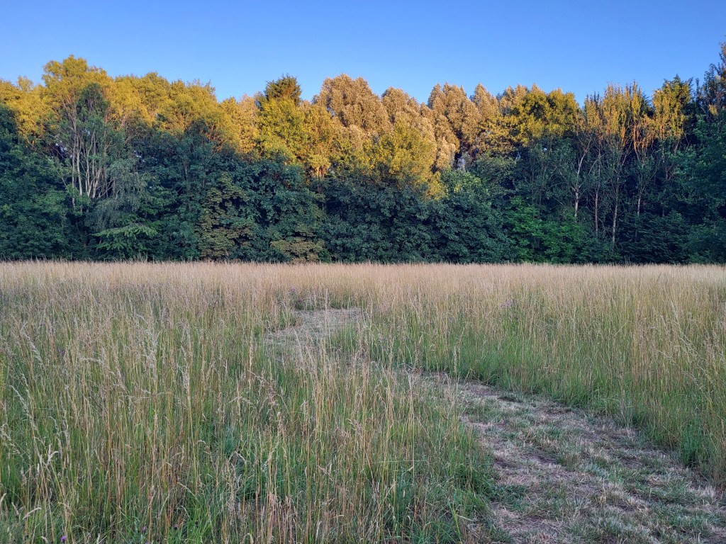 The Bats of Egrove Park (part 1):&nbsp;Diversity